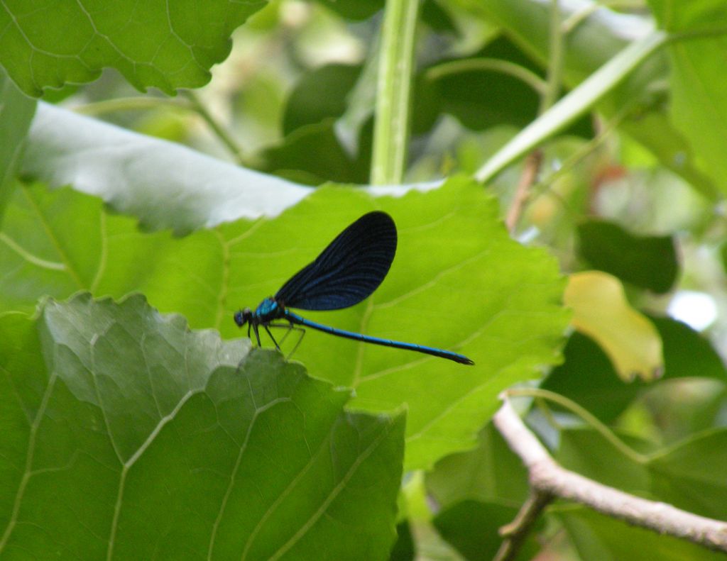 Forse qualche Calopteryx virgo?